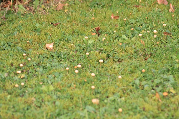 champijardin 069.JPG