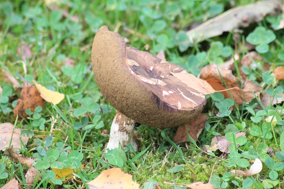 champijardin 081.JPG