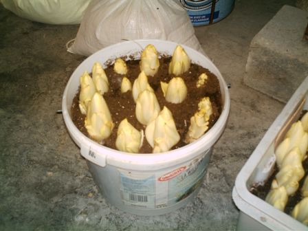 IMAG0005.JPG
