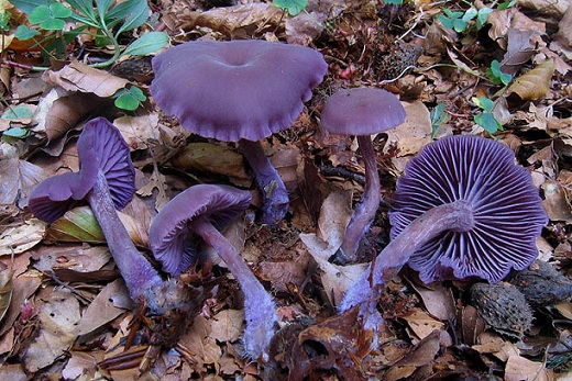 Laccaire amethyste.jpg