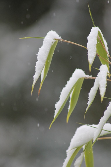 Neige 6.JPG