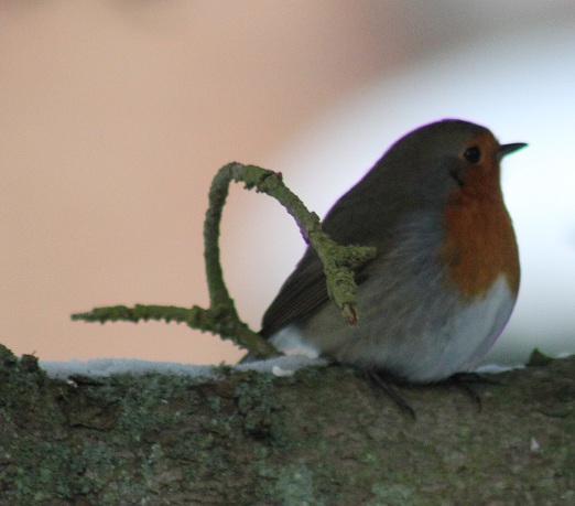Rouge gorge 1.JPG