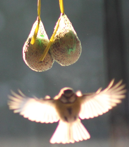 Mésange1.JPG