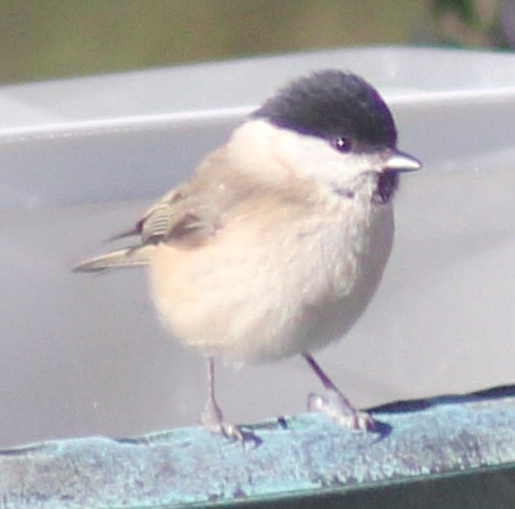 Mésange nonette 1.JPG