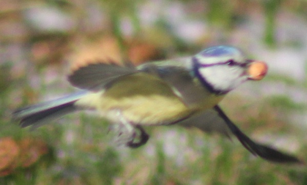 Mésange 6.JPG