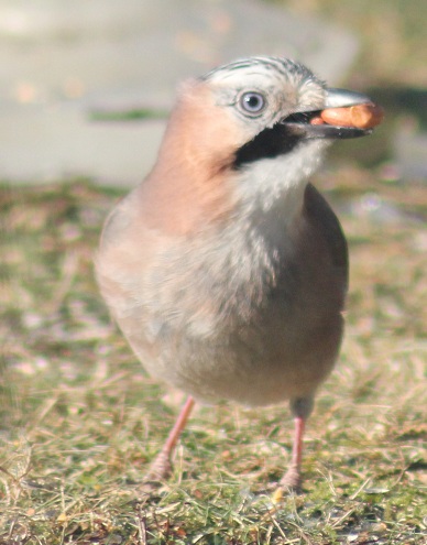 Geai6.JPG