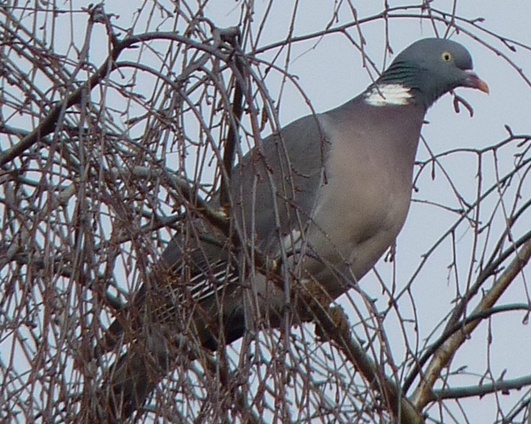 Pigeon ramier