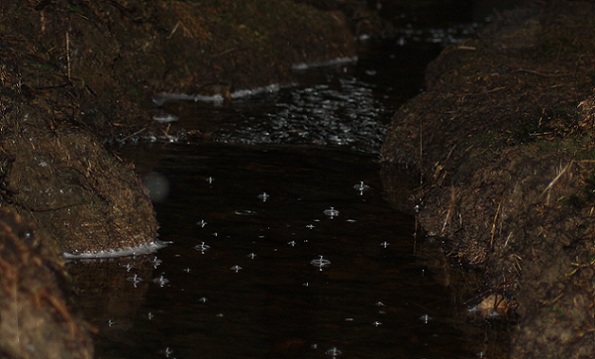 foret 024.JPG