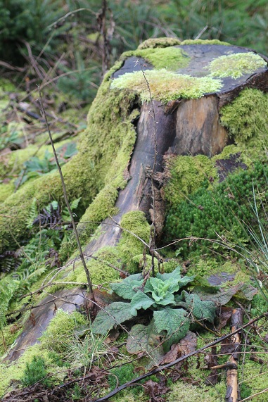 foret 057.JPG