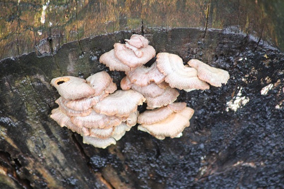 Lentinellus sp.JPG