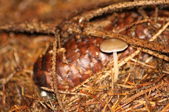 Baeospora myosura.JPG