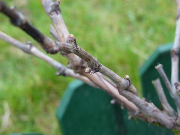 Bourgeon sur pied de vigne