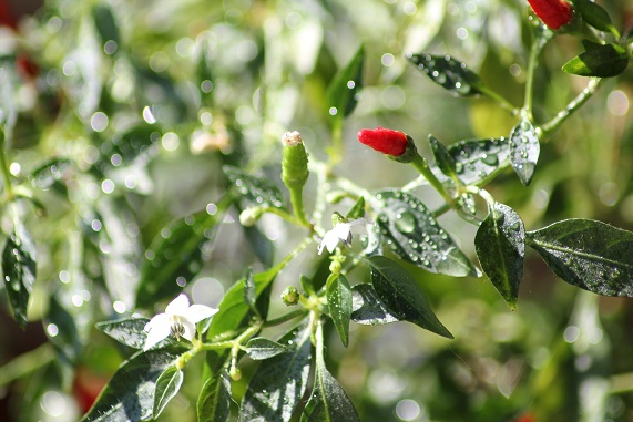 Malaisie fruits.JPG