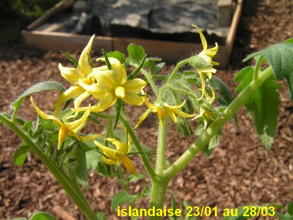 islandaise_2301_2803.jpg