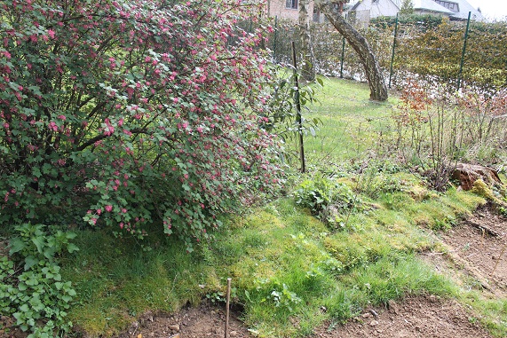 gazon 004.JPG