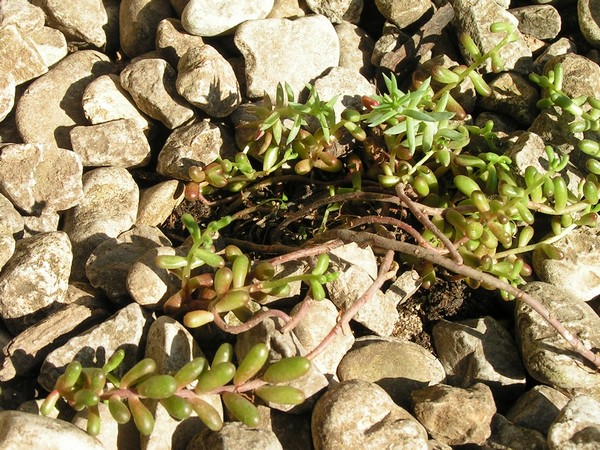 Sedum Atratum