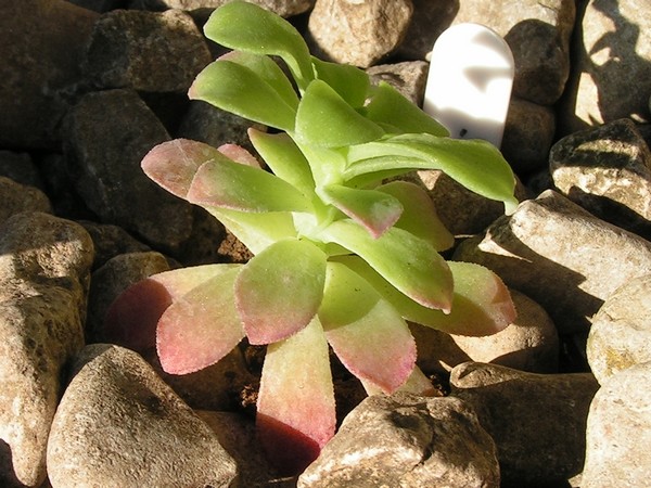 1er Sedum Palmerii