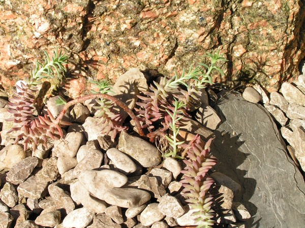 Sedum Reflectum