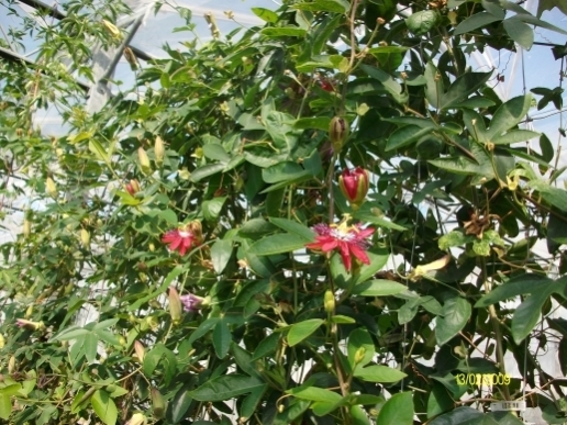 pluiemarg.jpg