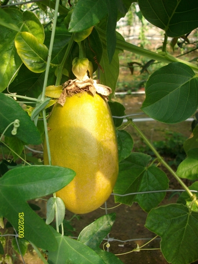 fruit decalata.jpg
