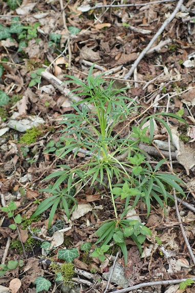 Hellebore fetide.JPG