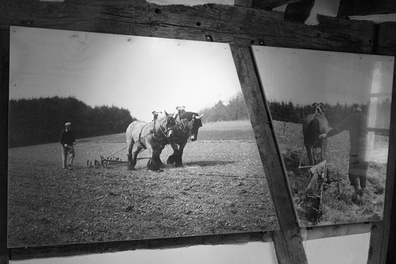 Chevaux trait.JPG
