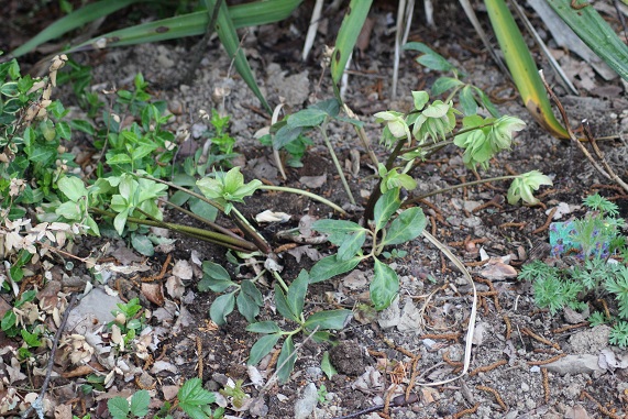 hellebore niger 0205.JPG