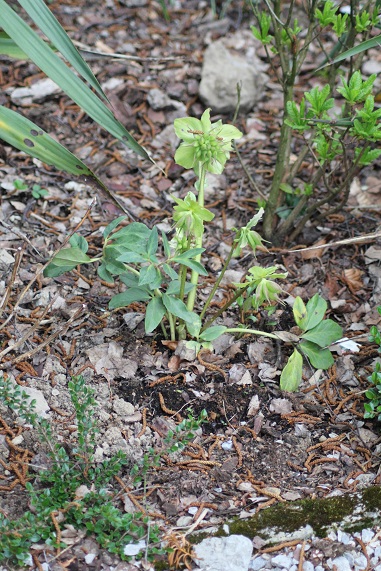 ancolie 005.JPG