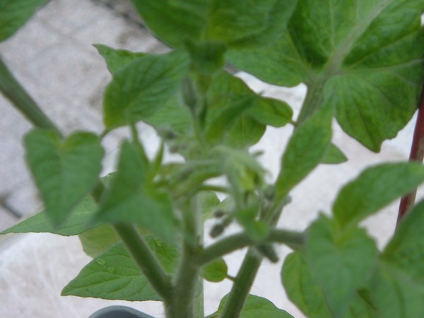 Cherokee Purple