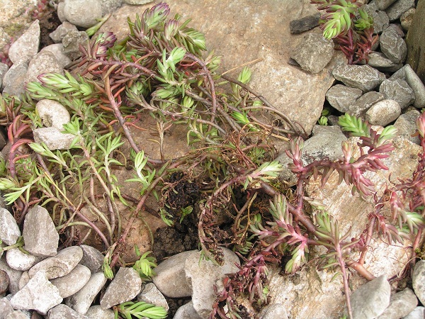 PICT0099.JPG