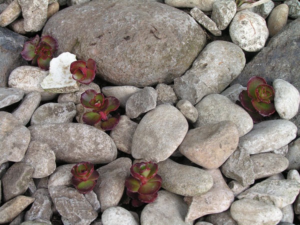 PICT0101.JPG
