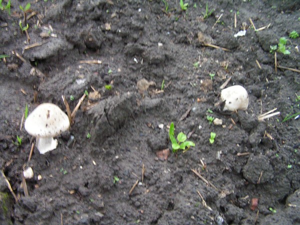 les deux champignons côte à côte