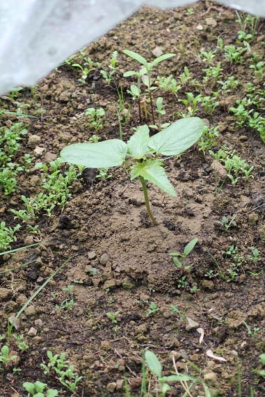 Ricin 2105.JPG