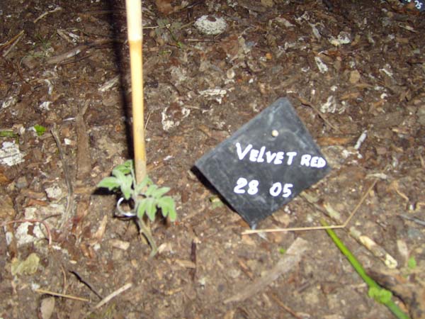 VELVET RED.jpg
