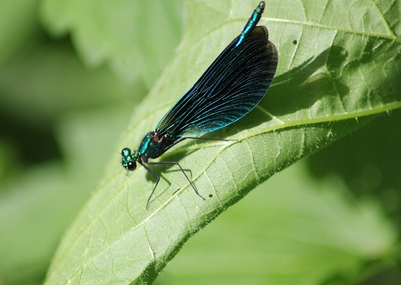 Demoiselle 0406.JPG