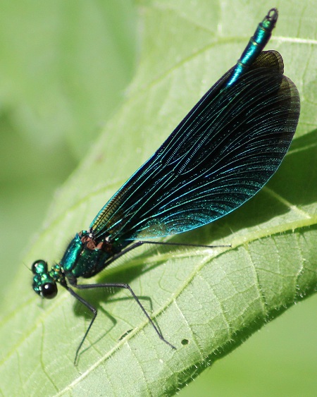 demoiselle bleue 0406.jpg