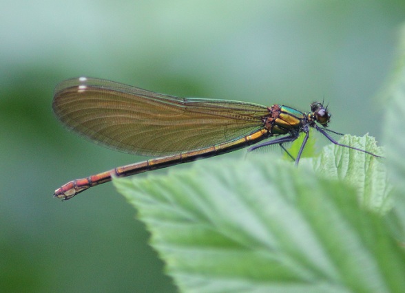 Demoiselle B.JPG
