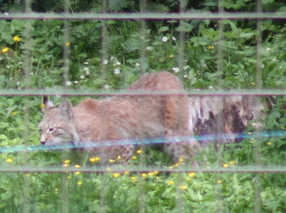 lynx 049.JPG