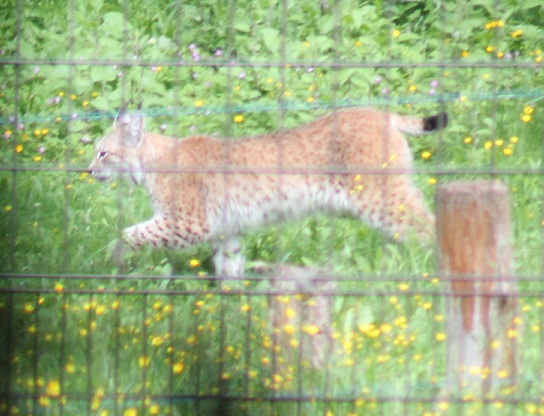 lynx 051.JPG