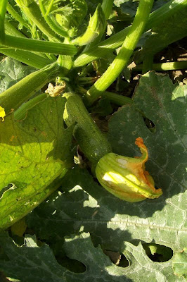 cucurbita_pepo_6.jpg