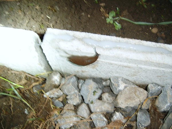 SUC56419.JPG