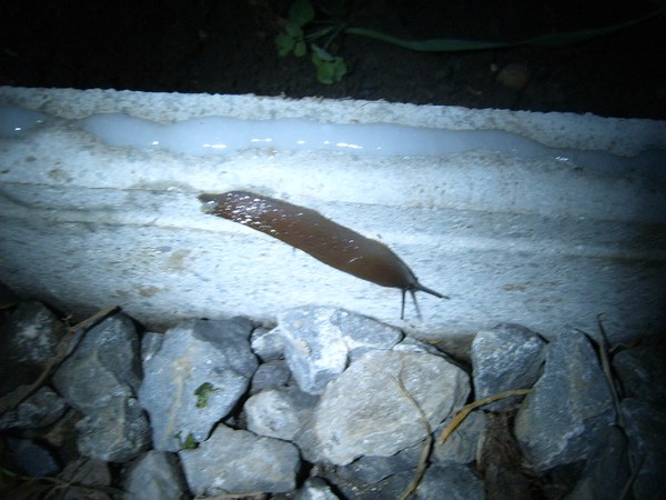 SUC56433.JPG
