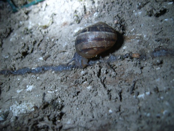 L'escargot ne passe pas le cordon ...