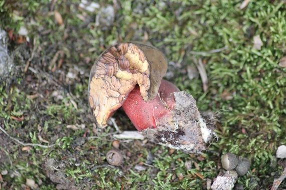 Bolet à pied rouge 3006.JPG
