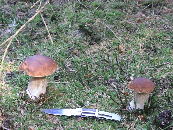 Cèpes 0107.JPG