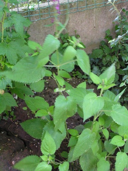 la plante