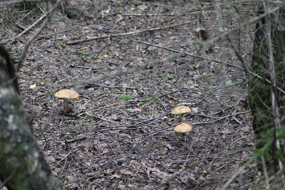Bolets orangés 0407.JPG