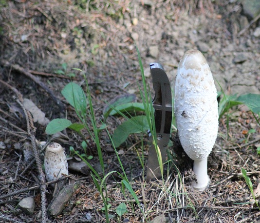 Coprin chevelu 0407.JPG