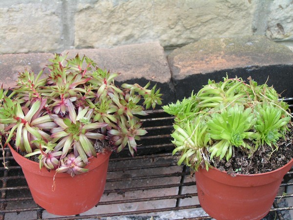sempervivum.jpg