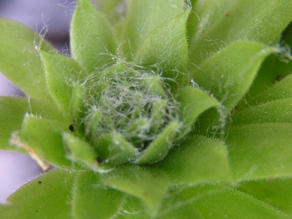 sempervivum1_2.jpg